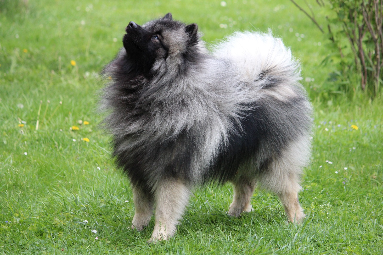 KUKKIS Ejmi-Lu Německý špic vlčí / Keeshond