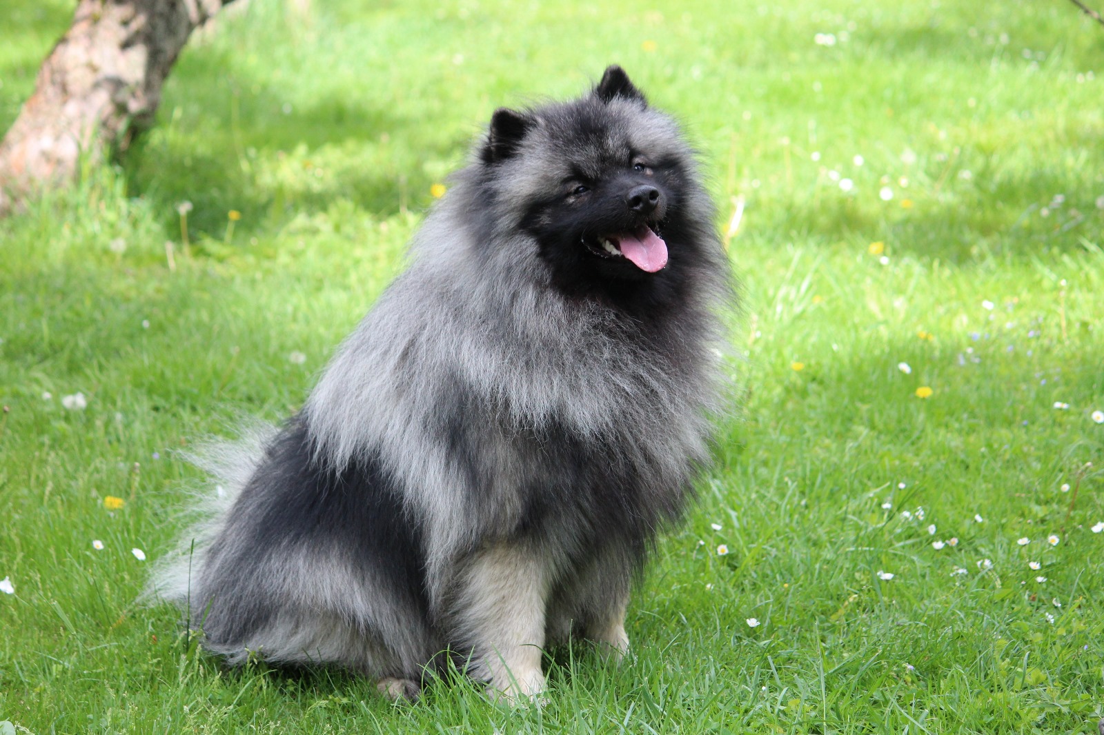 KUKKIS Ejmi-Lu Německý špic vlčí / Keeshond