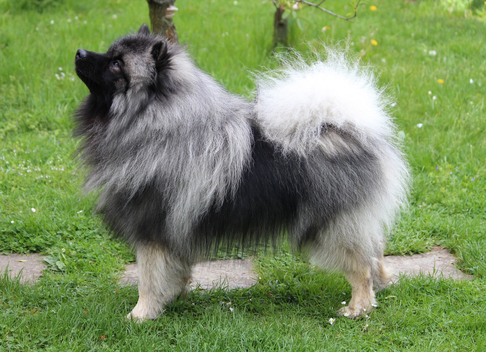 KUKKIS Ejmi-Lu Německý špic vlčí / Keeshond