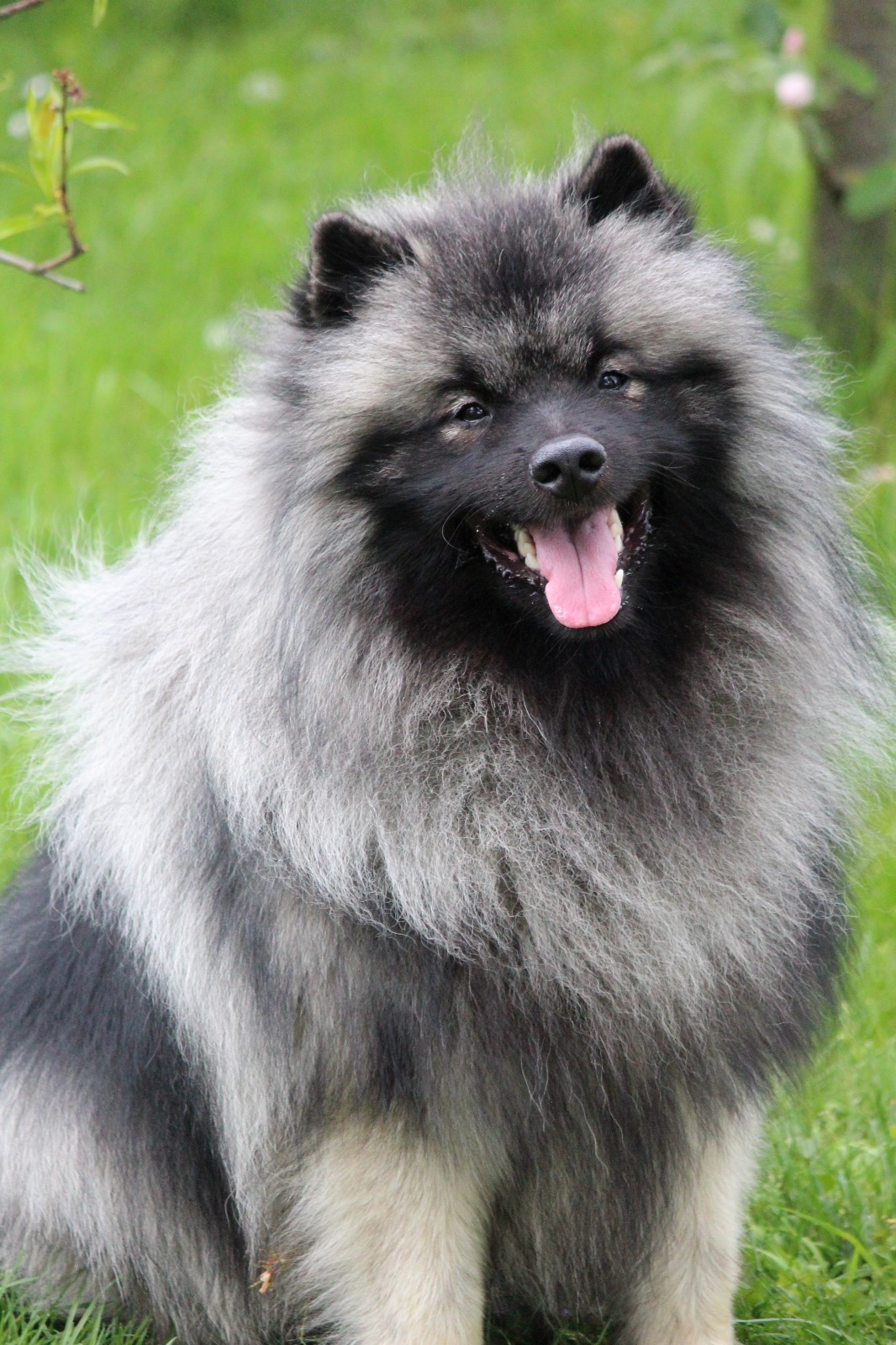 KUKKIS Ejmi-Lu Německý špic vlčí / Keeshond