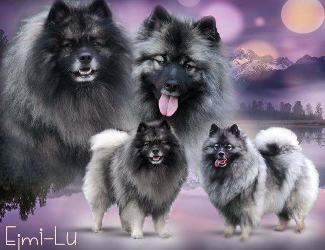 Ejmi-Lu Německý špic vlčí / Keeshond