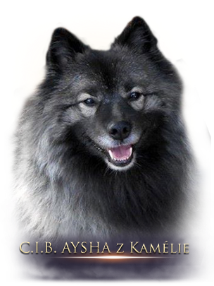 aysha