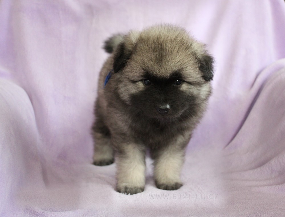 Ejmi-Lu Německý špic vlčí / Keeshond