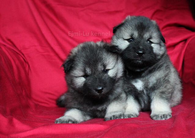 Ejmi-Lu vlč&iacute; &scaron;pic / keeshond