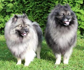 Ejmi-Lu vlč&iacute; &scaron;pic / keeshond