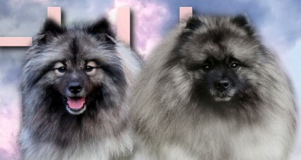 Ejmi-Lu Německ&yacute; &scaron;pic vlč&iacute; / Keeshond