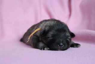 Ejmi-Lu Německ&yacute; &scaron;pic vlč&iacute; / Keeshond