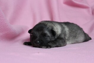 Ejmi-Lu Německ&yacute; &scaron;pic vlč&iacute; / Keeshond