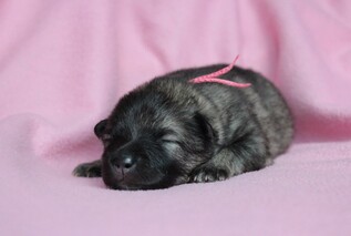 Ejmi-Lu Německ&yacute; &scaron;pic vlč&iacute; / Keeshond