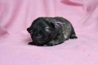 Ejmi-Lu Německ&yacute; &scaron;pic vlč&iacute; / Keeshond