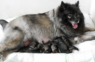 Ejmi-Lu vlč&iacute; &scaron;pic / keeshond