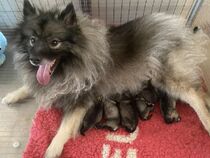 Ejmi-Lu Německ&yacute; &scaron;pic vlč&iacute; / Keeshond &scaron;těně