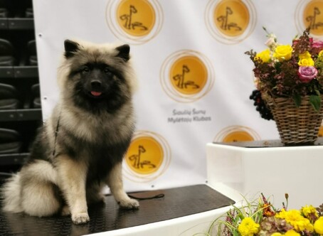 Ejmi-Lu Německ&yacute; &scaron;pic vlč&iacute; / Keeshond