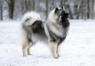 Ejmi-Lu Německ&yacute; &scaron;pic vlč&iacute; / Keeshond