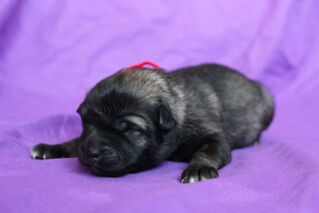 Ejmi-Lu Německ&yacute; &scaron;pic vlč&iacute; / Keeshond