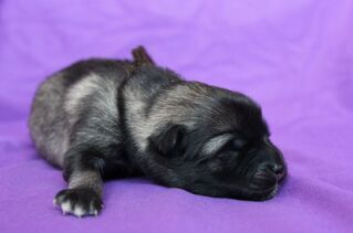 Ejmi-Lu Německ&yacute; &scaron;pic vlč&iacute; / Keeshond
