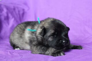 Ejmi-Lu Německ&yacute; &scaron;pic vlč&iacute; / Keeshond