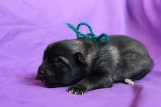 Ejmi-Lu Německ&yacute; &scaron;pic vlč&iacute; / Keeshond