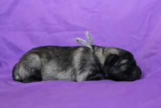 Ejmi-Lu Německ&yacute; &scaron;pic vlč&iacute; / Keeshond