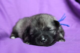 Ejmi-Lu Německ&yacute; &scaron;pic vlč&iacute; / Keeshond &scaron;těně