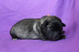 Ejmi-Lu Německ&yacute; &scaron;pic vlč&iacute; / Keeshond