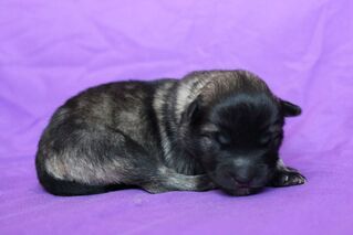 Ejmi-Lu Německ&yacute; &scaron;pic vlč&iacute; / Keeshond
