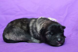 Ejmi-Lu Německ&yacute; &scaron;pic vlč&iacute; / Keeshond