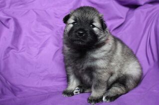 Ejmi-Lu Německ&yacute; &scaron;pic vlč&iacute; / Keeshond &scaron;těně