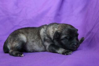 Ejmi-Lu Německ&yacute; &scaron;pic vlč&iacute; / Keeshond