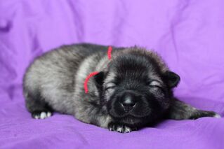 Ejmi-Lu Německ&yacute; &scaron;pic vlč&iacute; / Keeshond &scaron;těně