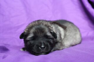 Ejmi-Lu Německ&yacute; &scaron;pic vlč&iacute; / Keeshond &scaron;těně