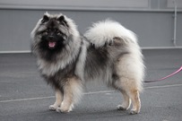 KESSY Ejmi-Lu Německ&yacute; &scaron;pic vlč&iacute; / Keeshond