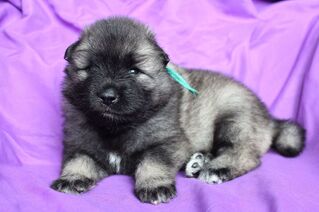 Ejmi-Lu Německ&yacute; &scaron;pic vlč&iacute; / Keeshond &scaron;těně