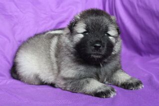Ejmi-Lu Německ&yacute; &scaron;pic vlč&iacute; / Keeshond &scaron;těně