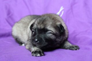 Ejmi-Lu Německ&yacute; &scaron;pic vlč&iacute; / Keeshond &scaron;těně