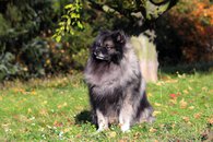 BAILLEYS Ejmi-Lu vlč&iacute; &scaron;pic / keeshond