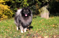BAILLEYS Ejmi-Lu vlč&iacute; &scaron;pic / keeshond
