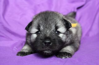 Ejmi-Lu Německ&yacute; &scaron;pic vlč&iacute; / Keeshond &scaron;těně