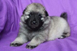 Ejmi-Lu Německ&yacute; &scaron;pic vlč&iacute; / Keeshond &scaron;těně