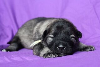 Ejmi-Lu Německ&yacute; &scaron;pic vlč&iacute; / Keeshond &scaron;těně