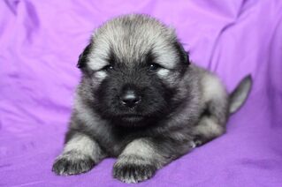 Ejmi-Lu Německ&yacute; &scaron;pic vlč&iacute; / Keeshond &scaron;těně