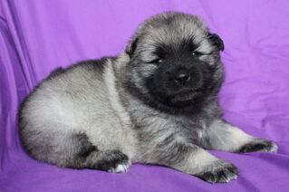 Ejmi-Lu Německ&yacute; &scaron;pic vlč&iacute; / Keeshond &scaron;těně