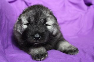 Ejmi-Lu Německ&yacute; &scaron;pic vlč&iacute; / Keeshond &scaron;těně