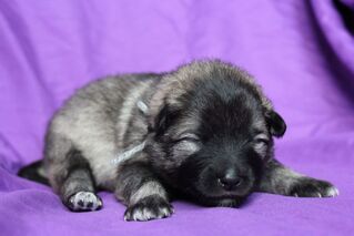 Ejmi-Lu Německ&yacute; &scaron;pic vlč&iacute; / Keeshond &scaron;těně