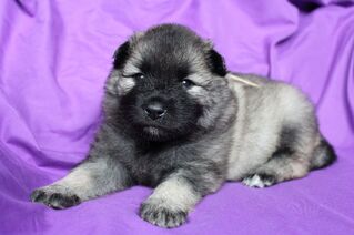 Ejmi-Lu Německ&yacute; &scaron;pic vlč&iacute; / Keeshond &scaron;těně