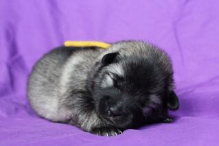 Ejmi-Lu Německ&yacute; &scaron;pic vlč&iacute; / Keeshond &scaron;těně