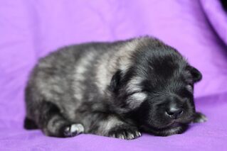 Ejmi-Lu Německ&yacute; &scaron;pic vlč&iacute; / Keeshond &scaron;těně