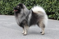 BAILLEYS Ejmi-Lu vlč&iacute; &scaron;pic / keeshond