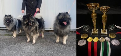 Ejmi-Lu Německ&yacute; &scaron;pic vlč&iacute;/Keeshond chovatelsk&aacute; stanice