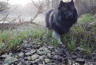EILLEYS Ejmi-Lu vlč&iacute; &scaron;pic / keeshond